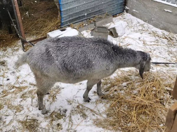Echki, Nubian Goat