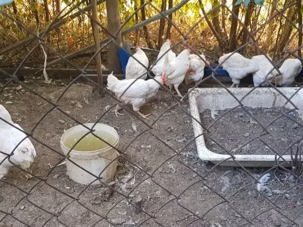 Chickens — কিরগিজিস্তান