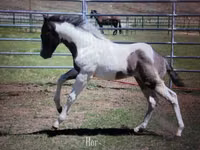 Horse (M), National Show Horse — photo 8