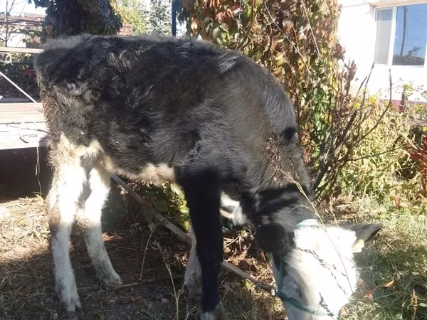 雌牛, Swiss cattle — カザフスタン