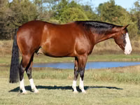 Άλογο, Quarter Horse — φωτογραφία 7