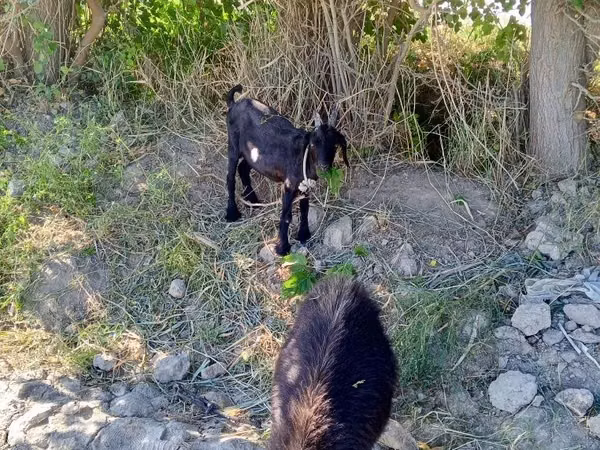 Goat, Goats