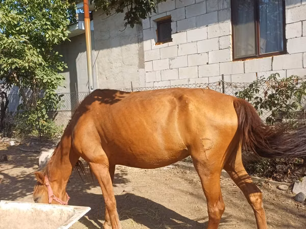 Mare, Horses — Kazakhstan