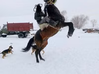 Hing, Kazakh horse — 3. fotó