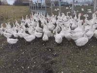 Geese — sawirka 6