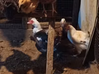 Chickens — foto 4