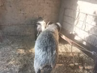 公羊, Sheep — 照片 8