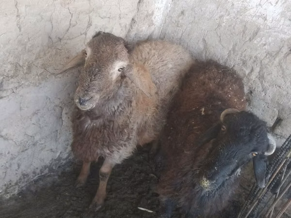 Ram, Sheep — Uzbekistan