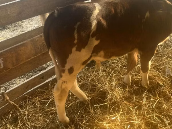 Bull, Simmental cattle — Hungary