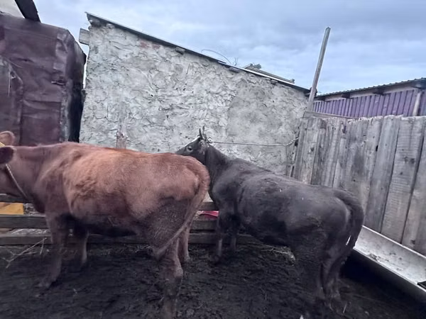 Toro, Bovini — Kazakistan