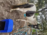 Hengst, American paint horse — Foto 8