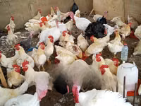Turkeys — 4. fotó