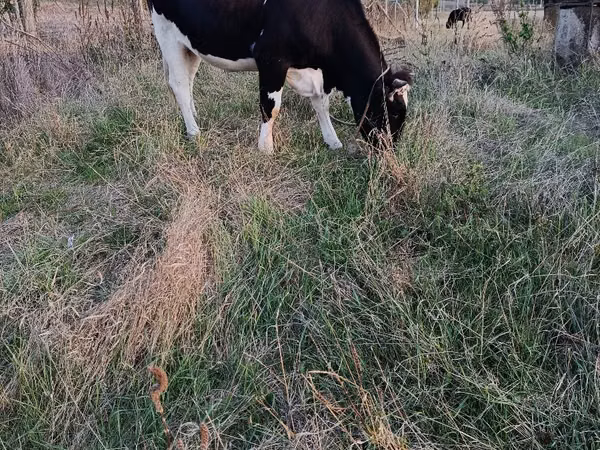 Cow, Russian Black pied cattle — Moldova