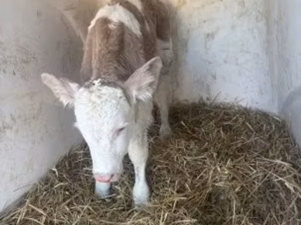 Bik, Simmental cattle