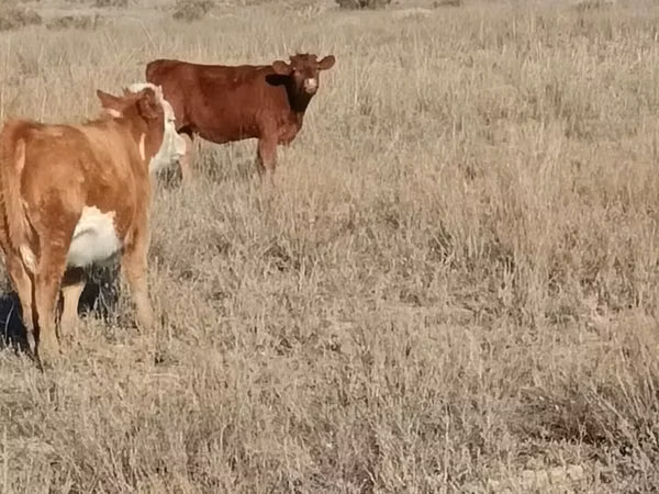 Cow, Cattle — Kazakhstan