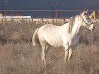 घोड़ा, Kazakh horse — फ़ोटो 3