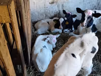 Stier, Holsteinras — foto 3