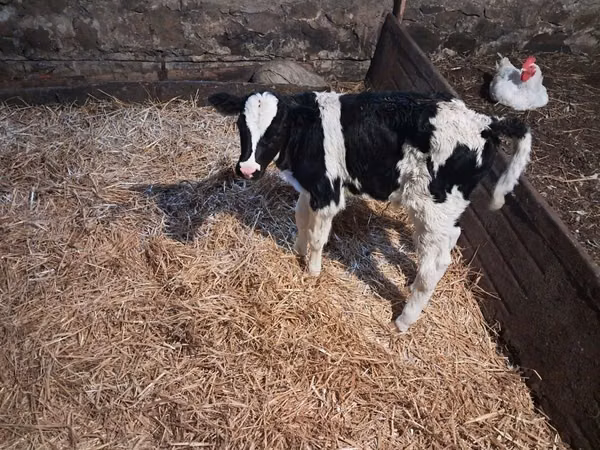 Bull, Russian Black pied cattle — Poland