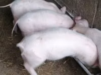 Sow, Pigs — photo 2