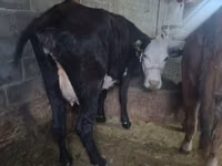 Cow, Cattle — photo 3