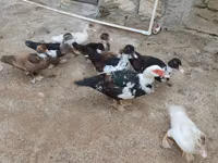 Ducks — photo 5