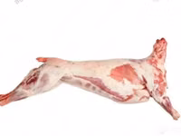 Ram, Katum sheep — foto 3