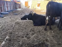 Býk, Russian Black pied cattle — foto 7