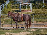 Horse (M), Quarter Horse — photo 7