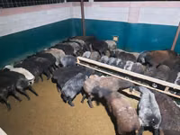 Kambing jantan, Sheep — foto 8
