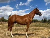 Kuda jantan, Quarter Horse — foto 4