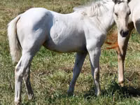 Kuda betina, Quarter Horse — foto 5