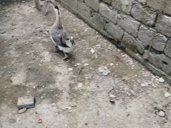 Geese — Azerbaijan