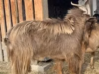 ወንድ ፍየል, Goats — ፎቶ 1