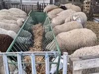 Ոչխար, Ile-de-France sheep — լուսանկար 3
