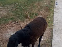Ram, Hissar sheep — photo 5