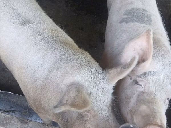 Sow, Pigs