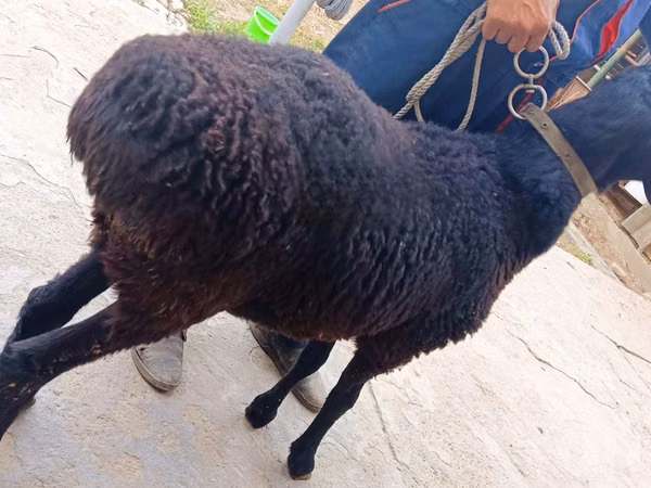 Ram, Hissar sheep