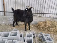 Echki, Czech Brown Shorthaired goats — 1-rasm