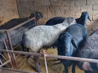 Ram, Sheep — photo 2