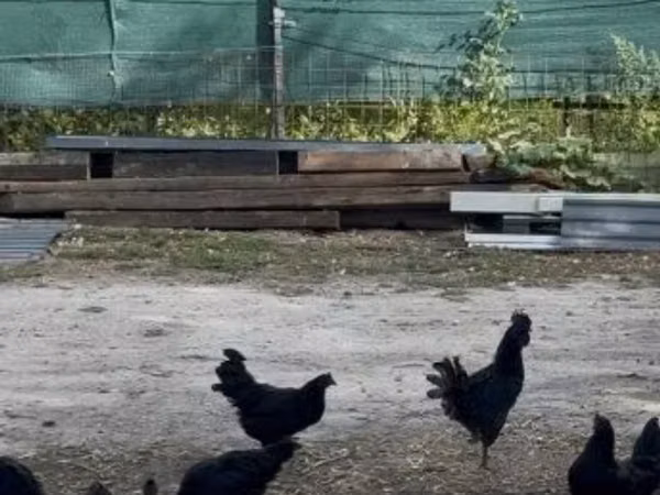 Ayam Cemani — Hungary