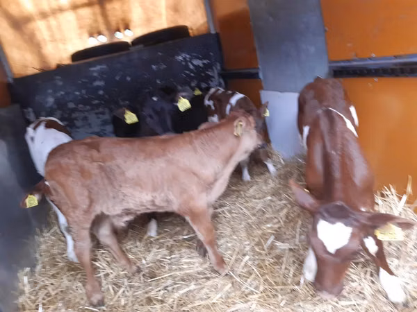 Bou, Vaca Limousine