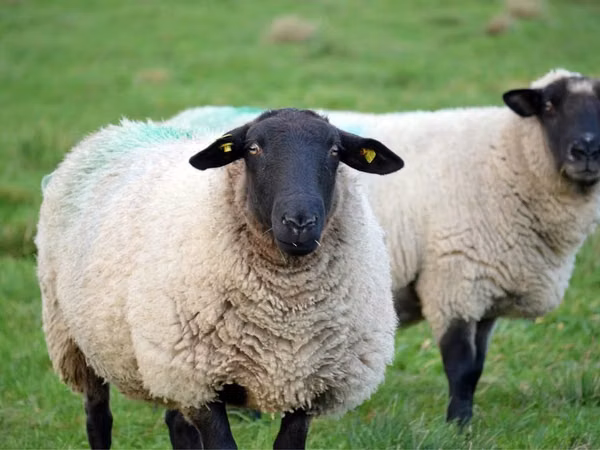 Ram, Suffolk sheep