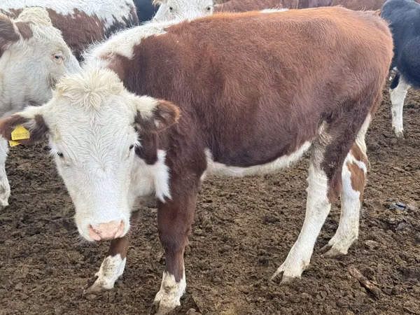 Bull, Kazakh White-headed cow — Kazakhstan