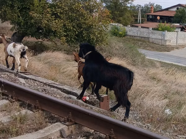 Țap, Capre