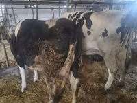 Vache, Russian Black pied cattle — photo 1