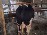 காளை, Russian Black pied cattle — புகைப்படம் 2