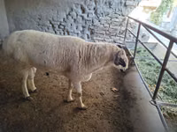 Ram, Sheep — photo 8