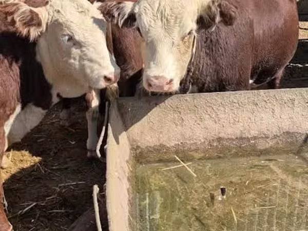 Bull, White-headed Ukrainian — Kazakhstan