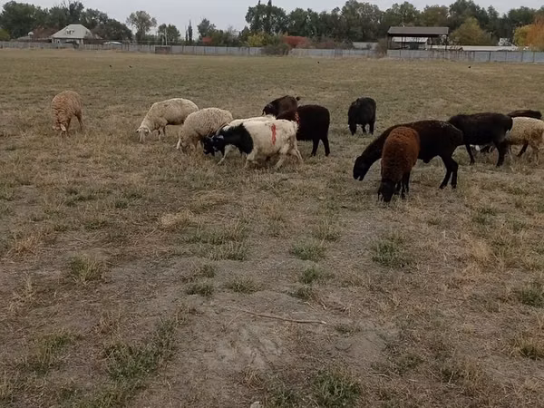 Ram, Sheep — Kazakhstan