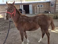 Айғыр, Thoroughbred horse — 3-сурет